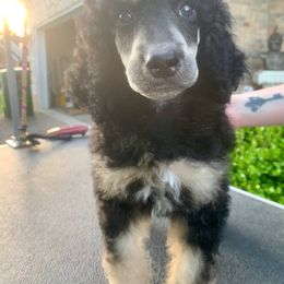 Poodle Puppies from Cosmic Caliber Standard Poodles