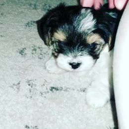 Biewer Terrier Puppies from Imperial BabyDoll Biewers