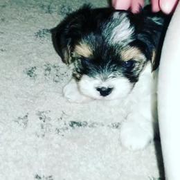 Biewer Terrier Puppies from Imperial BabyDoll Biewers