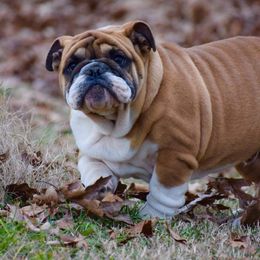 English Bulldog and Pembroke Welsh Corgi Puppies from Double T's Bulldogs