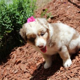 Miniature Australian Shepherd Puppies from Free Spirit Ranch