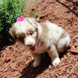 Miniature Australian Shepherd Puppies from Free Spirit Ranch