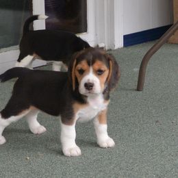 Beagle Puppies from Copper Sky Beagles