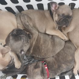 French Bulldog Puppies from Sproull's Fabulous French Bulldogs of Howell of Michigan