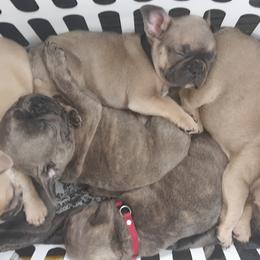 French Bulldog Puppies from Sproull's Fabulous French Bulldogs of Howell of Michigan