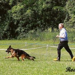 German Shepherd All Grown Up from Kelley Baron