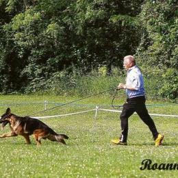 German Shepherd All Grown Up from Kelley Baron