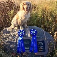 Cocker Spaniel and Irish Water Spaniel All Grown Up from Saracen Cockers