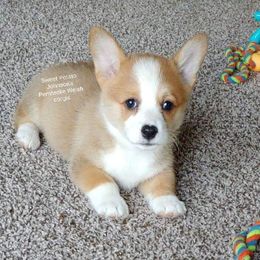 Pembroke Welsh Corgi Puppies from Johnson's Pembroke Welsh Corgi's