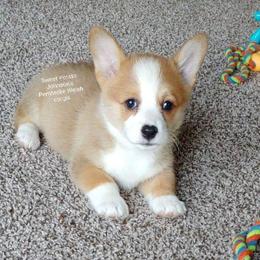 Pembroke Welsh Corgi Puppies from Johnson's Pembroke Welsh Corgi's