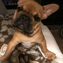French Bulldog Puppies from Sweetheart Frenchies
