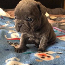 English Bulldog and French Bulldog Puppies from BB's Bulldogs