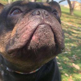 Boston Terrier and French Bulldog All Grown Up from Eclipse Bulldogs