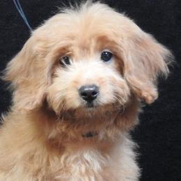 Goldendoodle adult dog