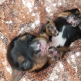 Cavalier King Charles Spaniel Puppies from Alexandra's Royal Cavaliers