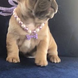 French Bulldog Puppies from Kansas French Bulldogs