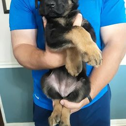 German Shepherd Puppies from Southern Legacy German Shepherds