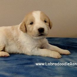 Labradoodle Ranch breeder of Labradoodle