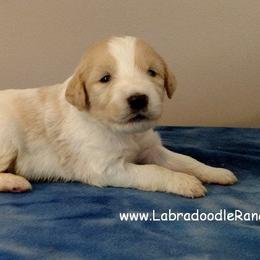 Labradoodle Ranch breeder of Labradoodle