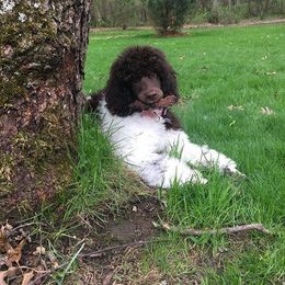 Poodle Puppies from Crystal Creek Standard Poodles