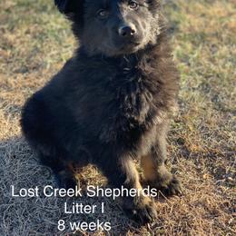 German Shepherd Puppies from Lost Creek German Shepherds LLC