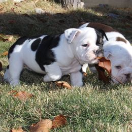 English Bulldog Puppies from Silver State Bulldogs