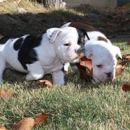 English Bulldog Puppies from Silver State Bulldogs