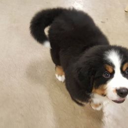 Bernese Mountain Dog Puppies from Pasch’s beautiful bernese