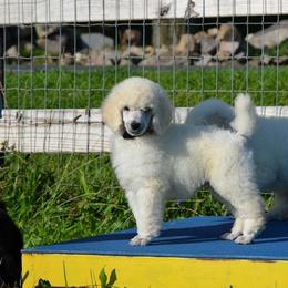 Standard Poodle Puppies from D and D Standard Poodles