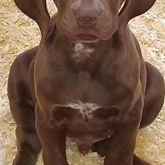 German Shorthaired Pointer Puppies from Pretty Prairie Kennel