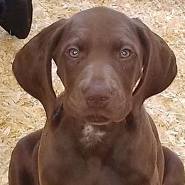 German Shorthaired Pointer Puppies from Pretty Prairie Kennel