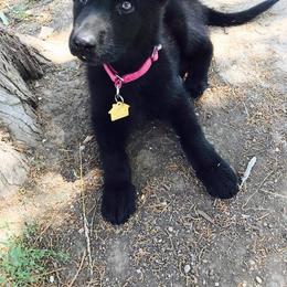 German Shepherd Puppies from Lost Creek German Shepherds LLC
