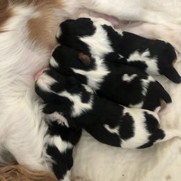 Cavalier King Charles Spaniel and Cavalier King Charles Spaniel Puppies from Lowilani Cavaliers