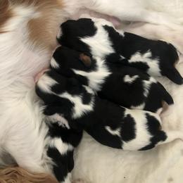 Cavalier King Charles Spaniel and Cavalier King Charles Spaniel Puppies from Lowilani Cavaliers