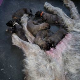 Irish Wolfhound Puppies from Earthsong kennel