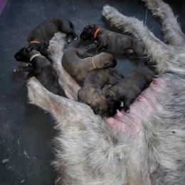 Irish Wolfhound Puppies from Earthsong kennel