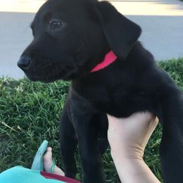 Labrador Retriever Puppies from Top Gun Retrieverz