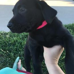 Labrador Retriever Puppies from Top Gun Retrieverz