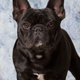 Marco - French Bulldog