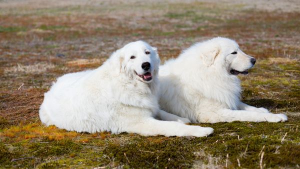 Find Maremma Sheepdog puppies for sale