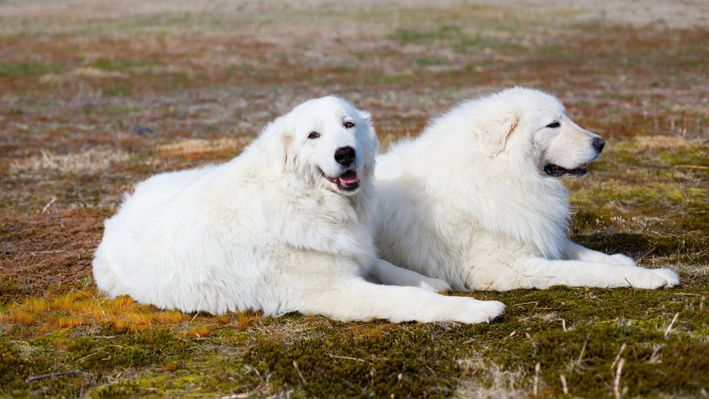 Maremma Sheepdog