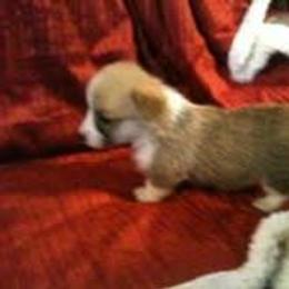 Pembroke Welsh Corgi Puppies from Dell-Mar Corgis