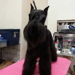 Miniature Schnauzer All Grown Up from Saxony Miniature Schnauzers