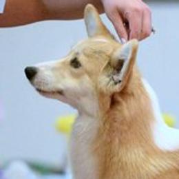 Pembroke Welsh Corgi adult dog