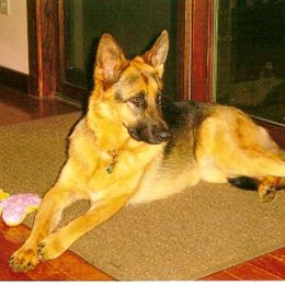 German Shepherd All Grown Up from Von Mathausen German Shepherds