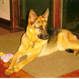 German Shepherd All Grown Up from Von Mathausen German Shepherds