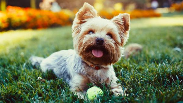 Find Yorkshire Terrier puppies for sale