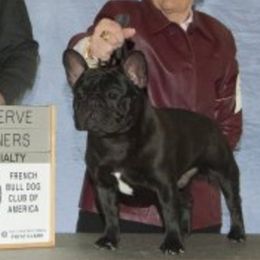 Sherman - French Bulldog