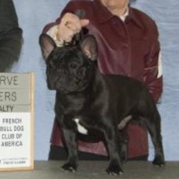 Sherman - French Bulldog