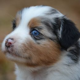 Rafter JM Aussies breeder of Miniature Australian Shepherd